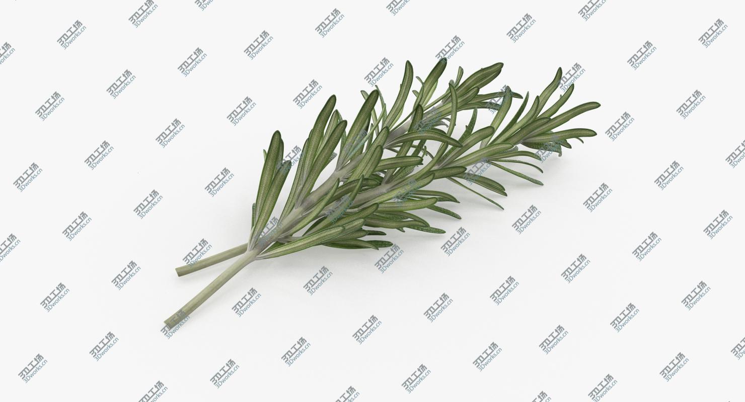 images/goods_img/2021040231/3D Fresh Rosemary/3.jpg